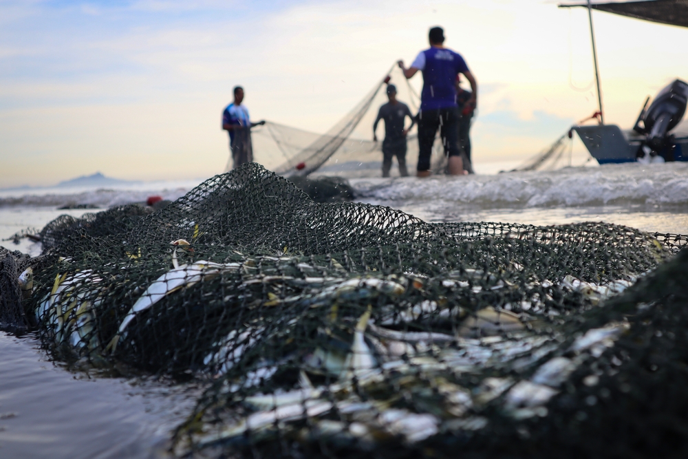 Fish caught using a trawl net.