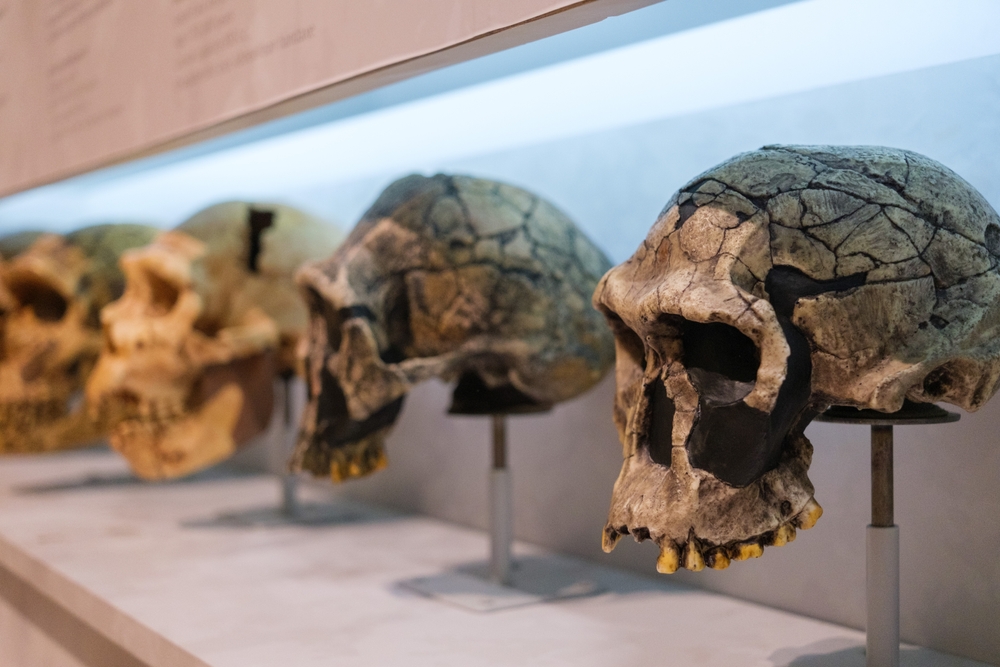 Skulls of different types of hominids, displayed in a museum.