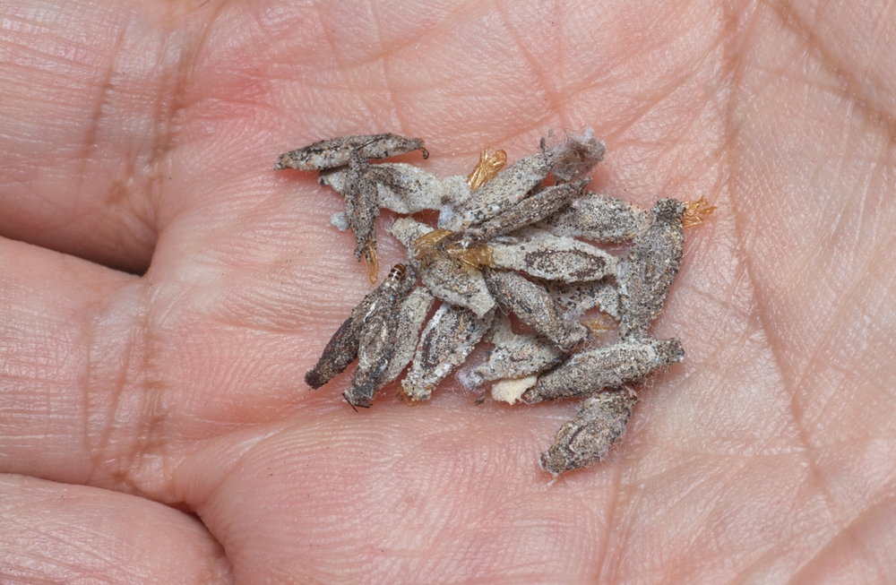 close shot of the bundle of plaster bagworm nestled.