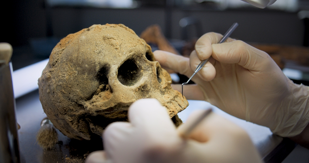 Close up shot of archaeologist in gloves cleaning skull of ancient human under lamp using professional tool and brush. Scientist prepares fossil remains for scientific research in archaeological lab.