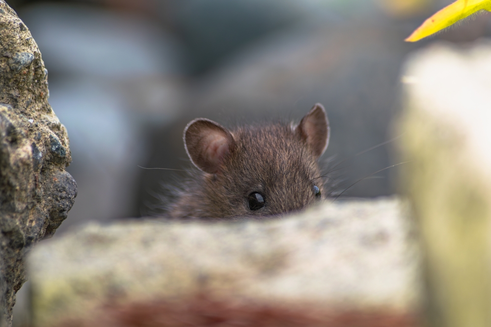 A small brown mouse cautiously peeks over a stone wall, its shiny black eyes scanning the surroundings. The background is blurred.