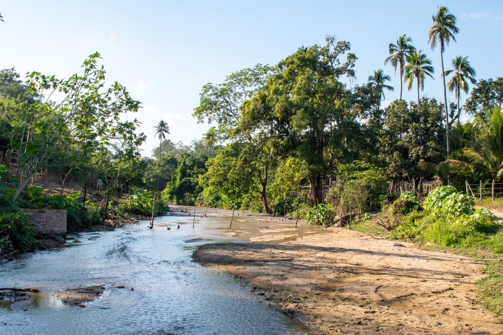 A serene stream flows through a vibrant green landscape with trees and palm trees in Sabanillas, Guerrero, Mexico