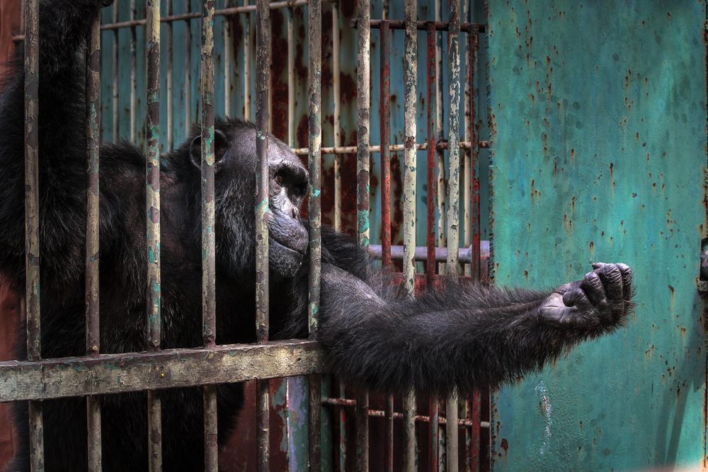 sad imprison chimp hope for help and freedom