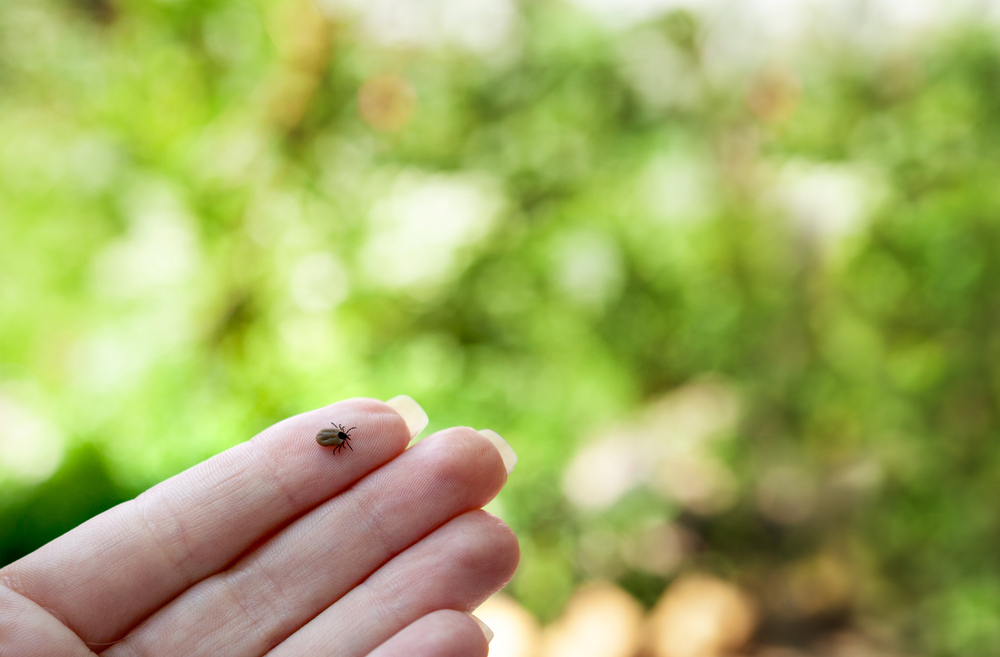 Small tick on human finger
