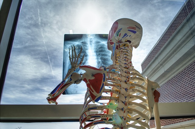 skeleton