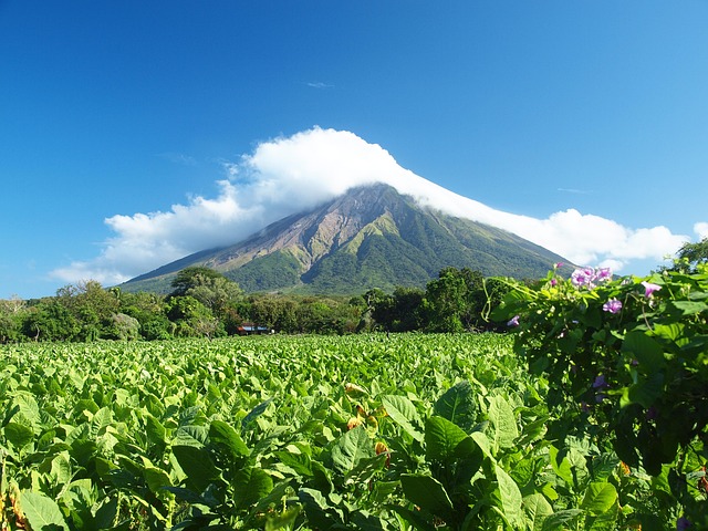 foliage around volcano