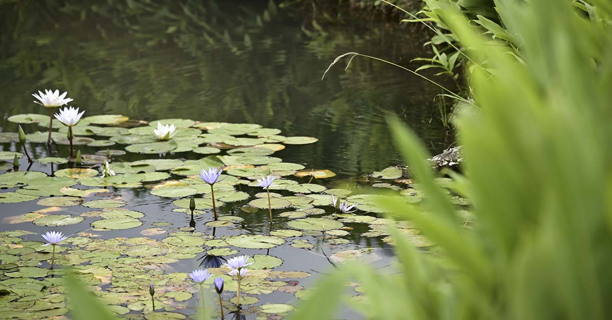 Pond with lili pads