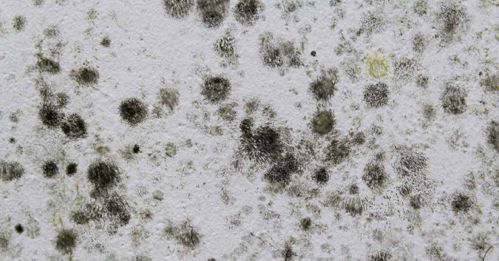 Australian Woman’s Secret Mold Infestation Leads to ‘Dementia Diagnosis’ - Featured image