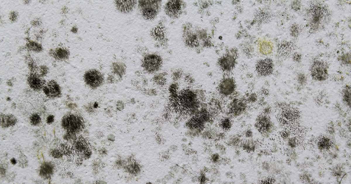 mold