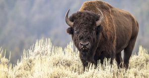 Bison Dies After Falling Into Scalding Yellowstone Hot Spring Bison