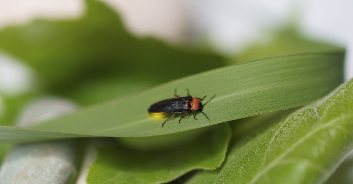 fireflies on a leaf