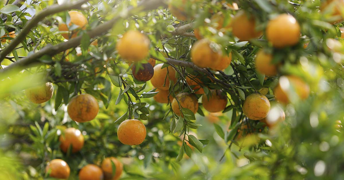 oranges on a tree