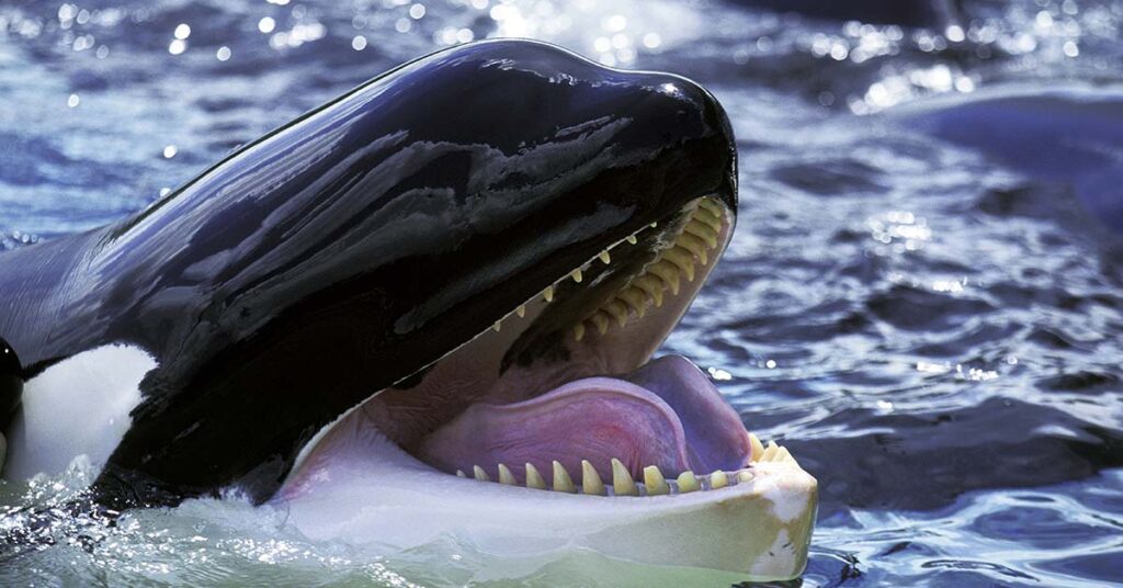 Wild Orcas Are Offering Food to Humans, Are They Seeking Friendship or Trying to Manipulate? - Featured image