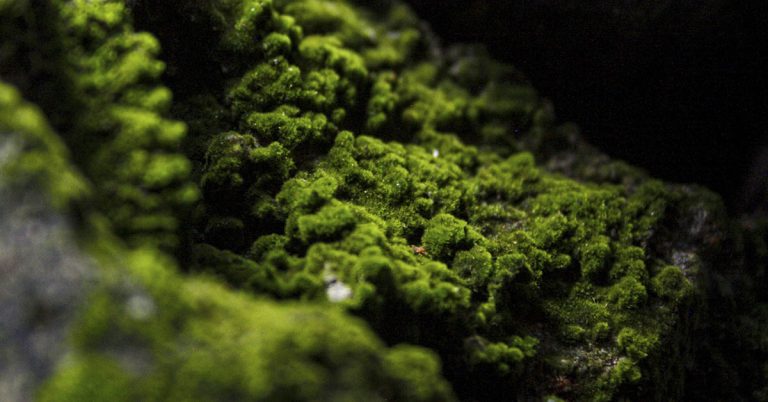 Cooler, Cleaner Cities? Meet the Concrete That Grows Moss - Featured image