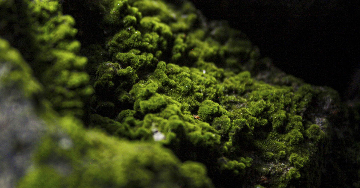 Moss growing on concrete