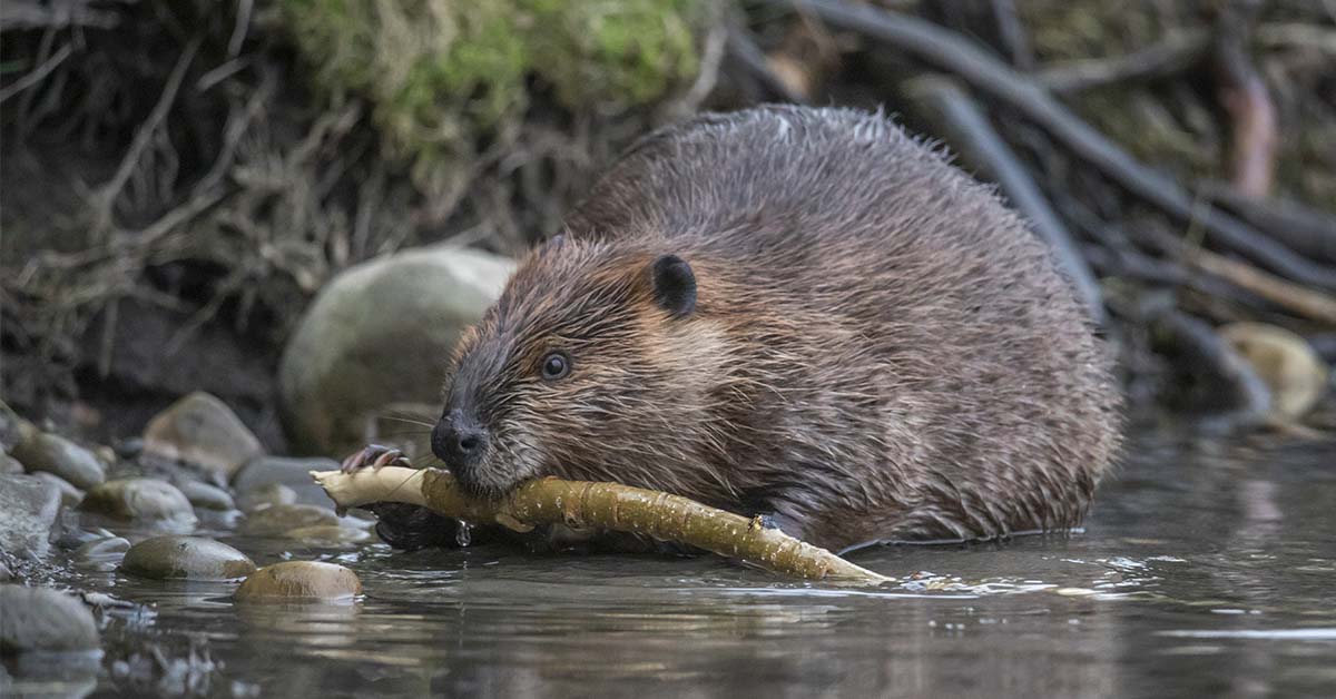 Beavers Restored a Dying River