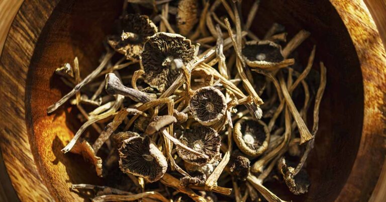 How Psychedelics Could Help Slow Cellular Aging - Featured image