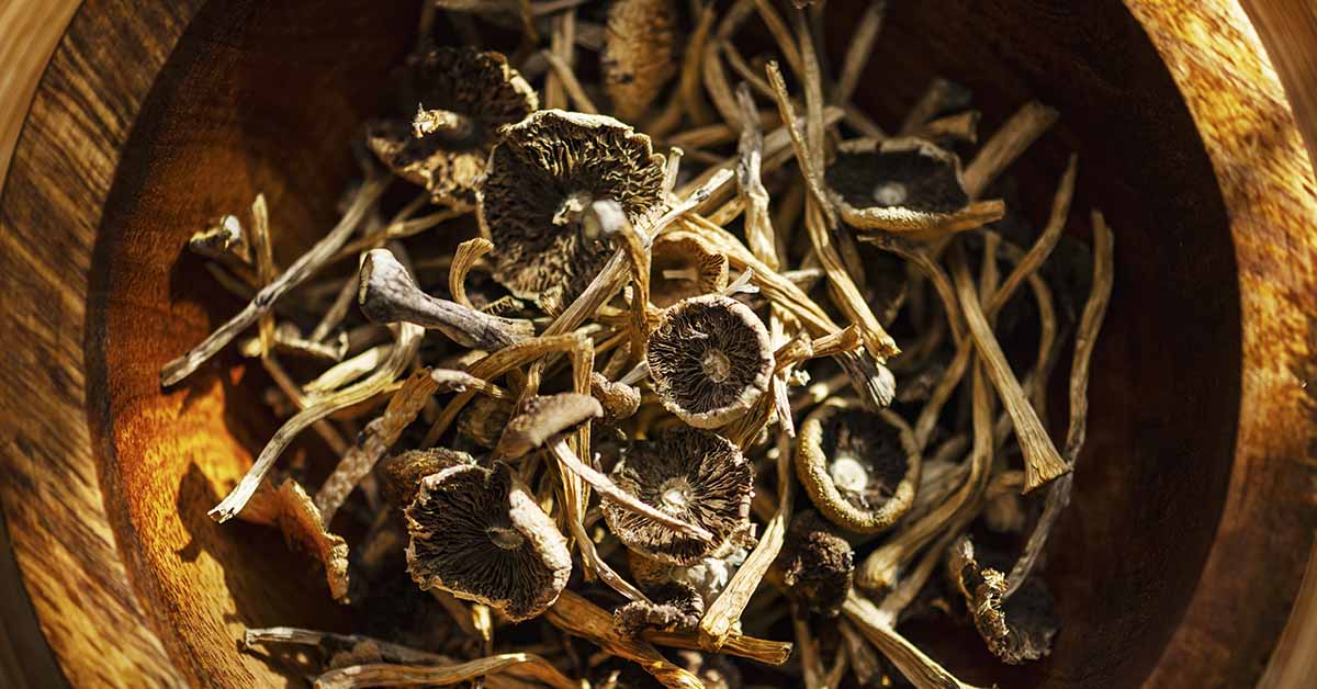 New research shows psychedelics slow aging at the cellular level. Psilocybin extended mouse lifespan by 30% in breakthrough study.