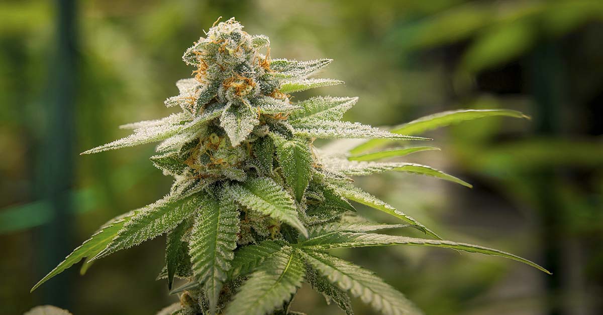 Marijuana plant