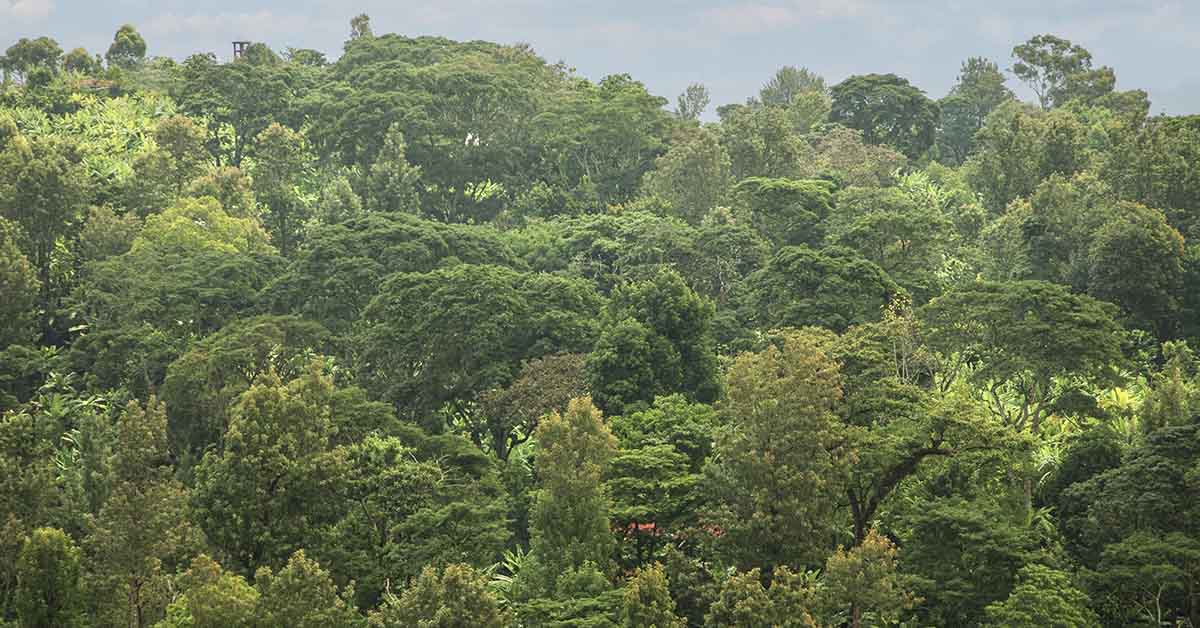 canopy of forest