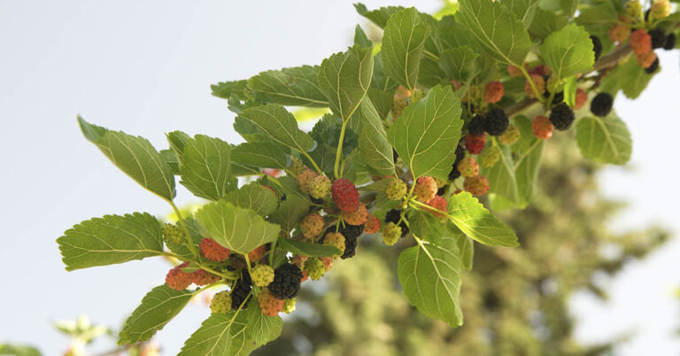 This Everyday Plant May Support Blood Sugar, Blood Pressure, and Immune Health - Featured image