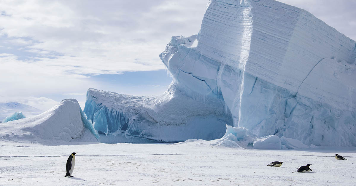 snowy Antarctic scene with penguins