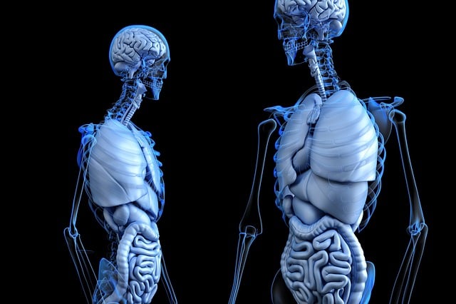 human internal anatomy
