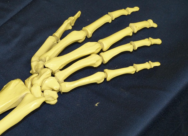 hand bones