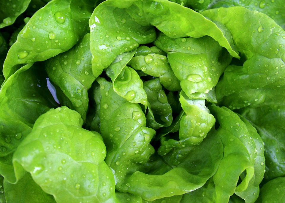 Fresh lettuce leaves covered in water droplets, representing the pre-washed salad greens that tested positive for parasite contamination in the European study.