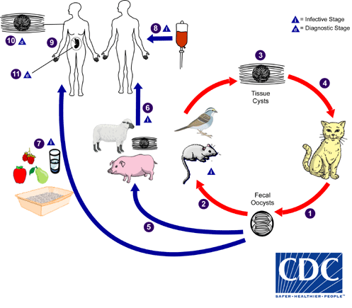 Image 1:
"Toxoplasma gondii lifecycle diagram showing transmission from cats through soil contamination to humans, with numbered stages including fecal oocysts, intermediate hosts like birds and rodents, and human infection pathways.