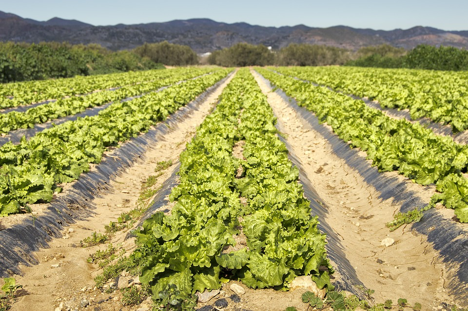 Commercial lettuce field with long rows of leafy greens stretching toward mountains, illustrating the agricultural production areas where parasite contamination enters the food supply through soil and irrigation water.