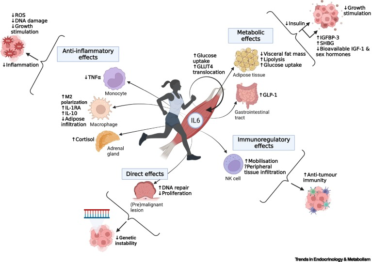 Complex flowchart showing how inflammation leads to various metabolic effects, growth stimulation, and cancer development pathways.