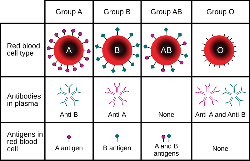 Chart showing four blood types (A, B, AB, O) with their red blood cell antigens and plasma antibodies.