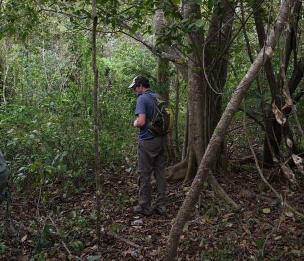 Researcher walking through thick jungle growth where orange peels once created thriving forest from dead soil.