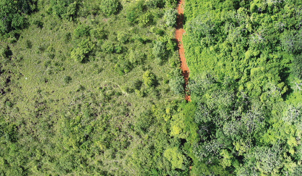 Aerial view of a dirt path cutting through the dense green canopy that grew from the orange peel experiment.