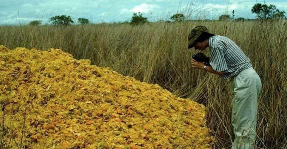 Scientist examining a large mound of decomposed orange peels that helped restore the barren Costa Rican landscape.