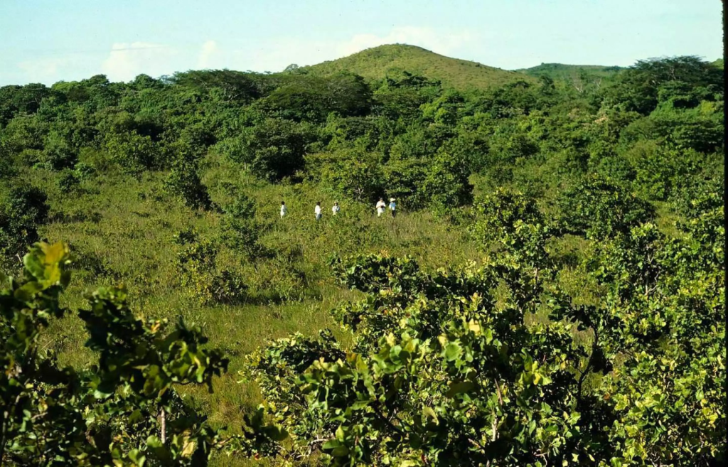 Dense tropical forest with researchers visible in the distance, showing the transformed landscape sixteen years later.