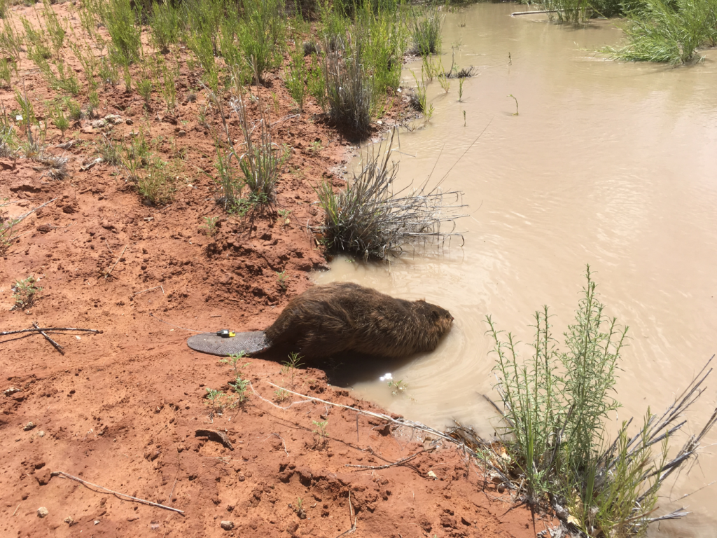 Beaver with tracking equipment being released into desert river habitat.