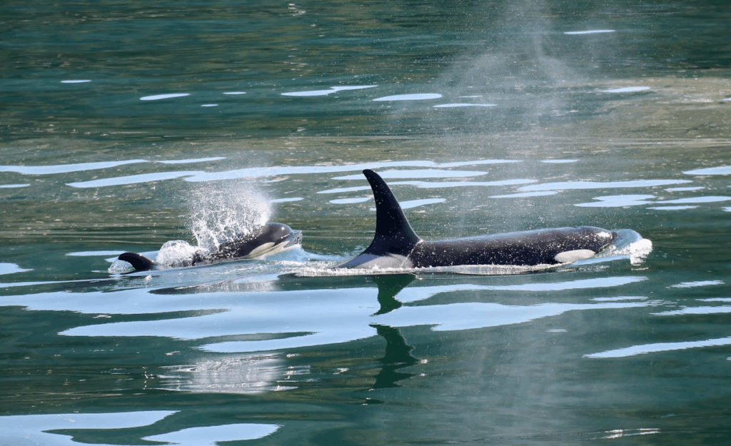 Orcas