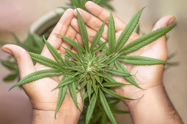 marijuana leaf