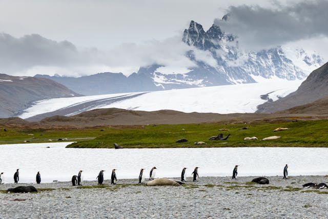 Antarctic landscape with penguins