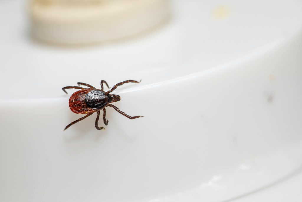 Macro Shot of Castor Bean Tick on White Surface
