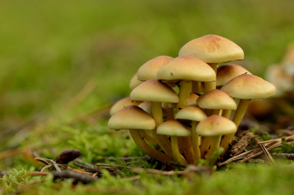Macro Photography of Brown Mushrooms