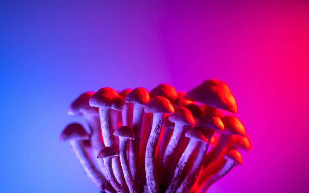 "Colorstarter"
