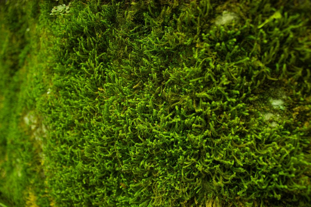 Green Leafed Plant
