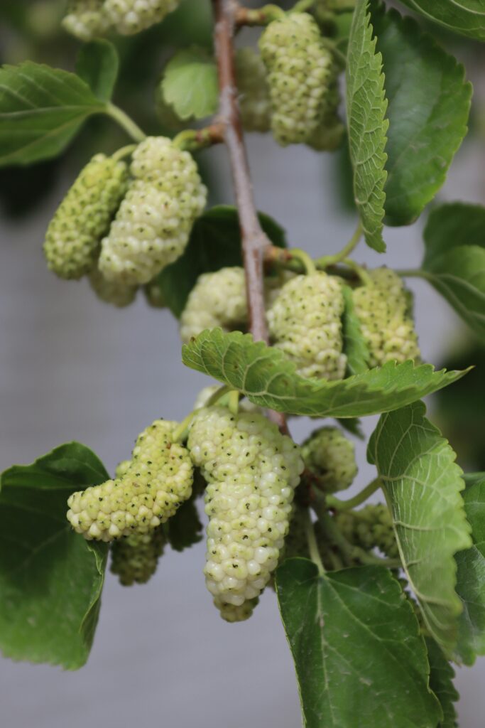 White mulberry plant with fruit
