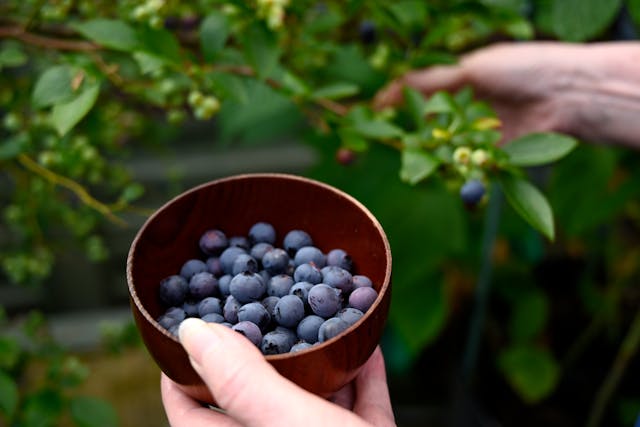 billberries