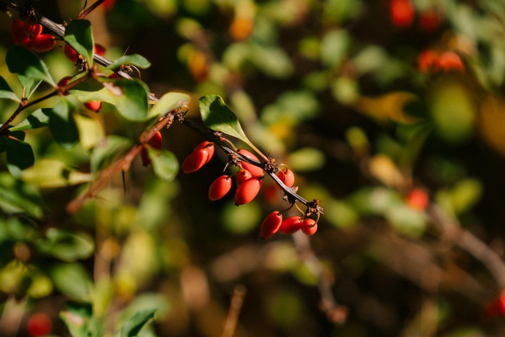Barberry