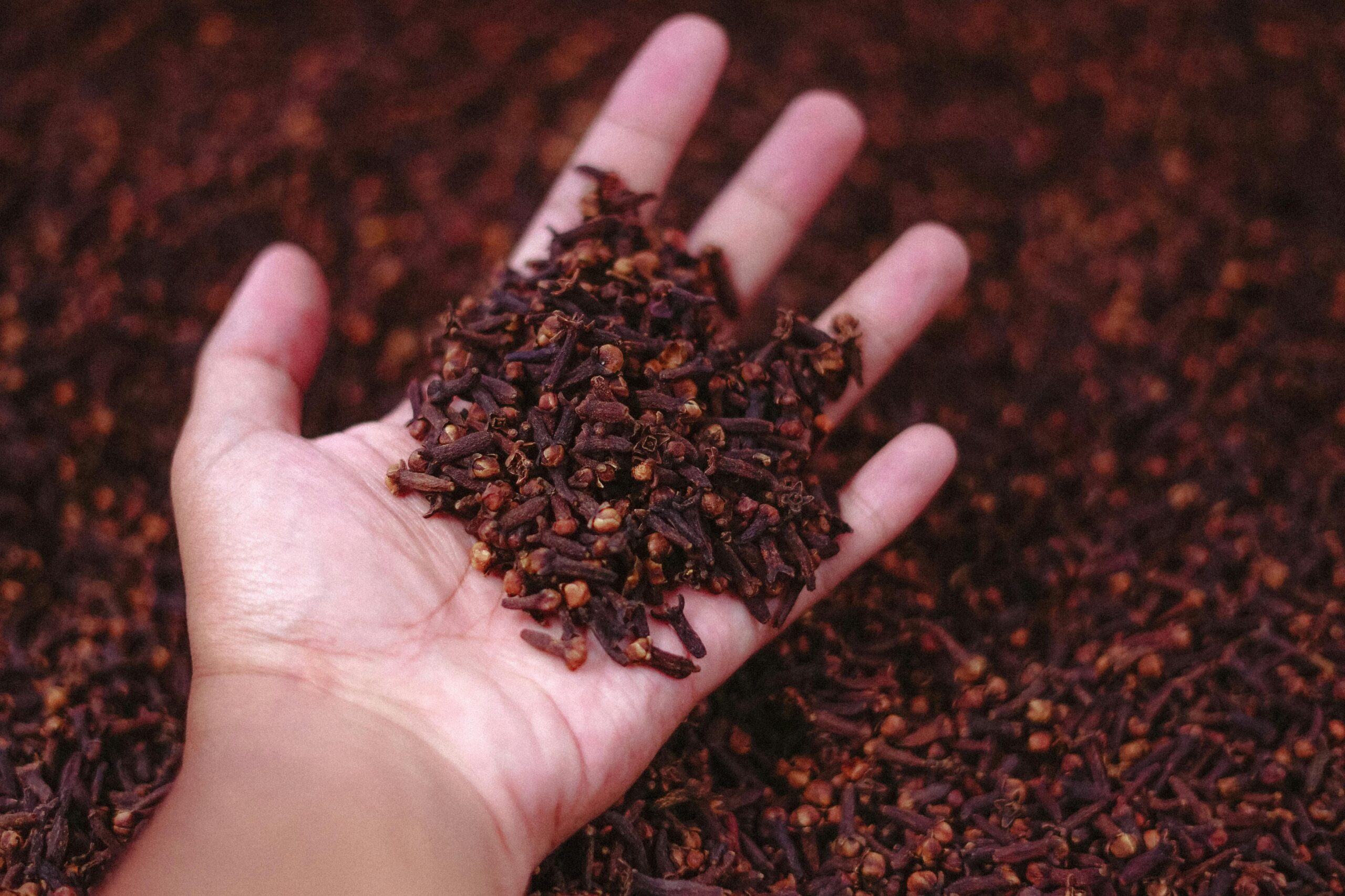 Clove gel, derived from clove oil comes from the dried flower buds of the Syzygium aromaticum tree