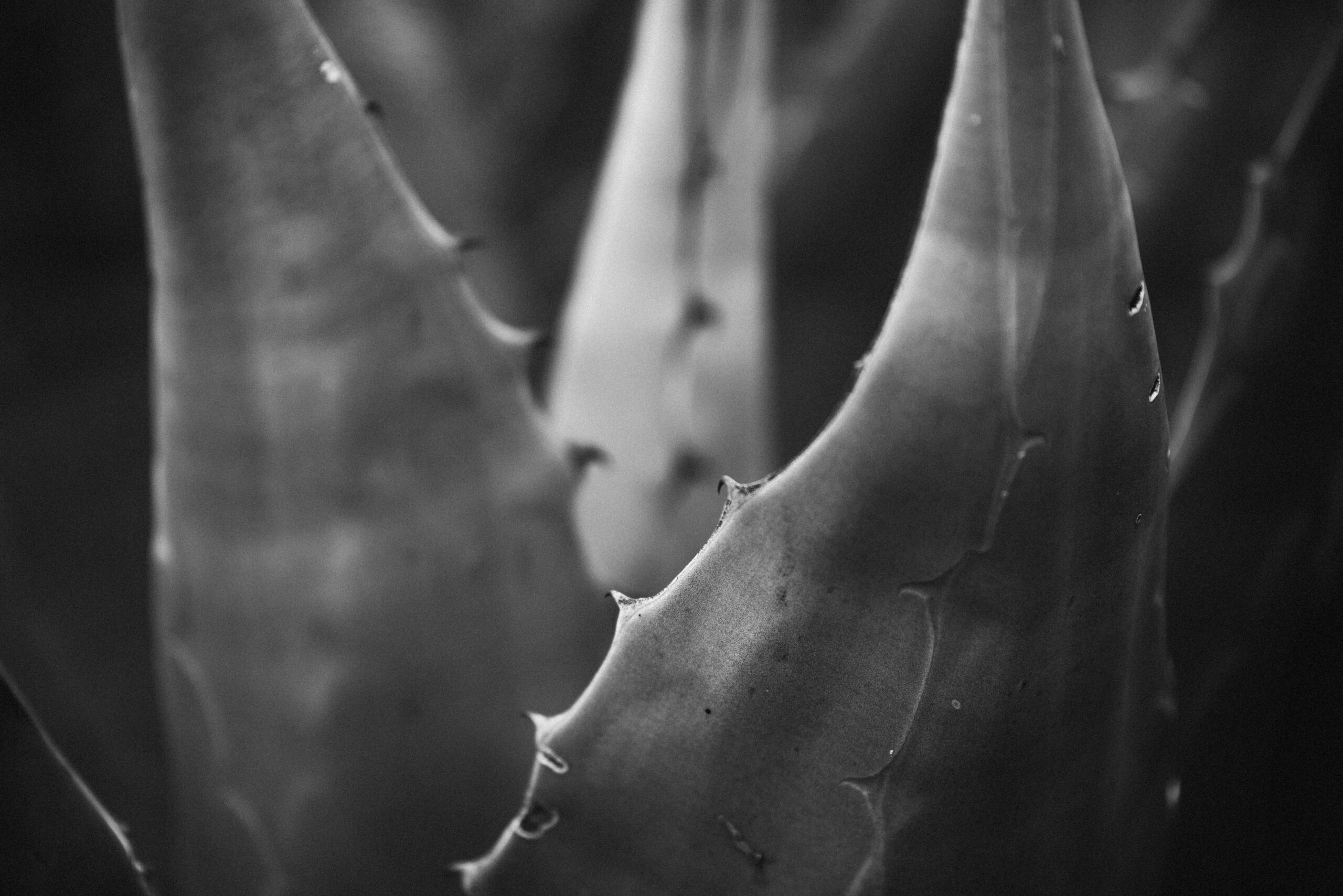 Black and White Photo of Aloe Vera Leaves
